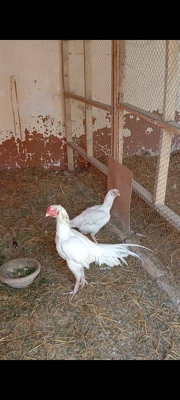 aseel Hera breeder male for sale 5