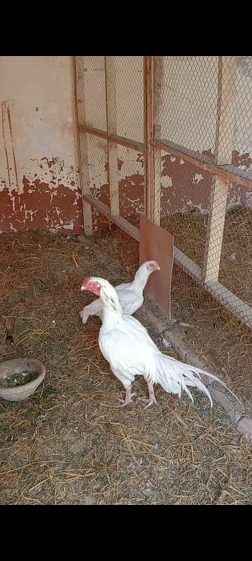 aseel Hera breeder male for sale 7