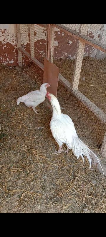 aseel Hera breeder male for sale 8