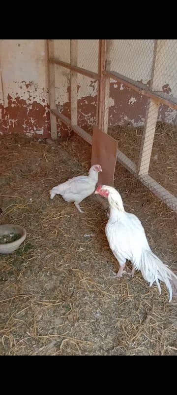 aseel Hera breeder male for sale 9