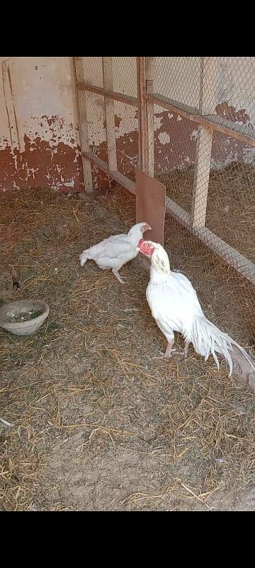 aseel Hera breeder male for sale 10