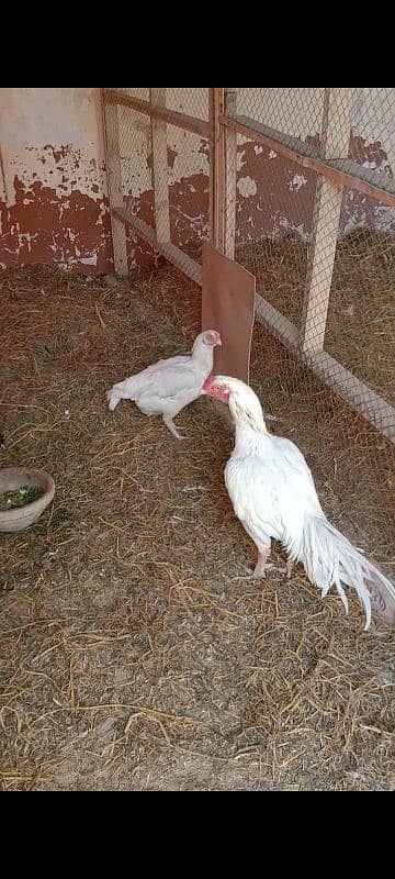 aseel Hera breeder male for sale 11