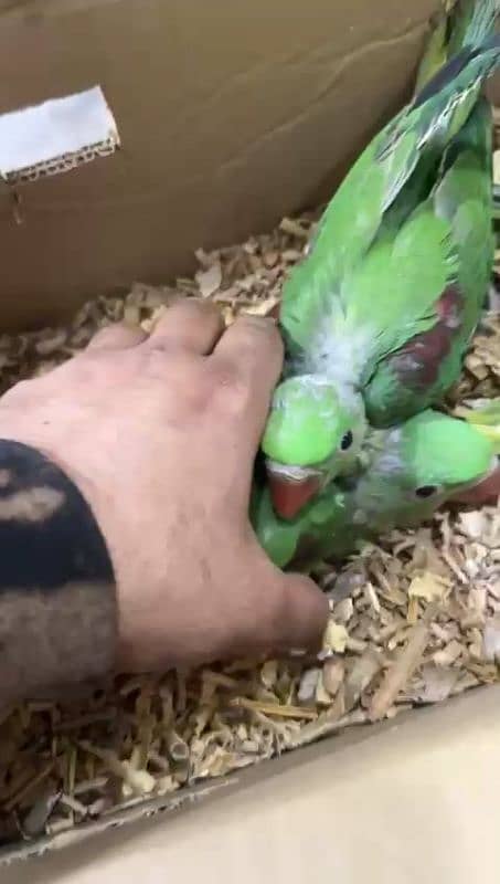 breeder pair and chicks 2