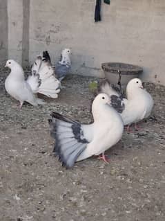 12 pigeons breeder colony