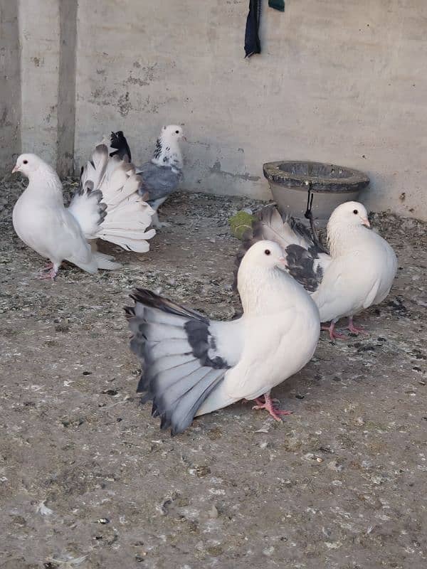 12 pigeons breeder colony 0