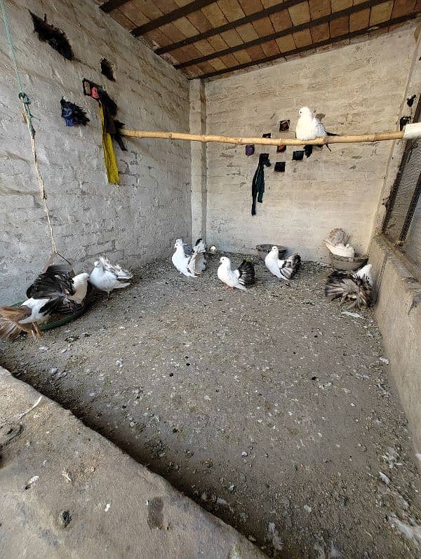 12 pigeons breeder colony 3