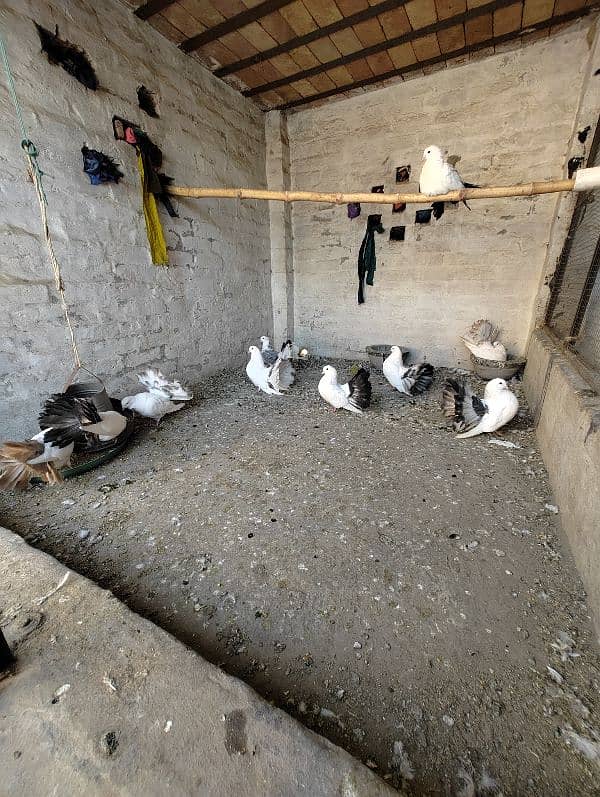 12 pigeons breeder colony 4