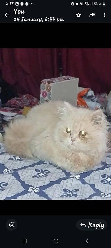 3 month persian punch face female kitten in lahore 0