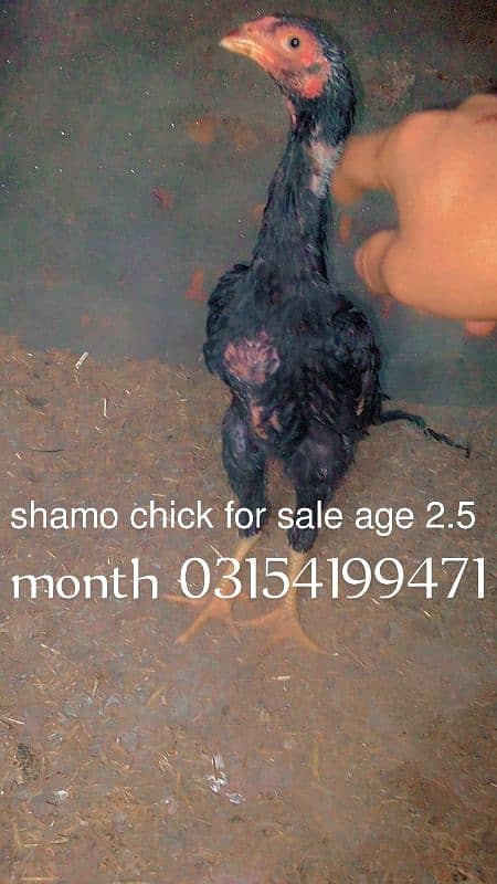 shamo chick for sale 3 month age 03154199471 0