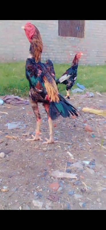 shamo chick for sale 3 month age 03154199471 5