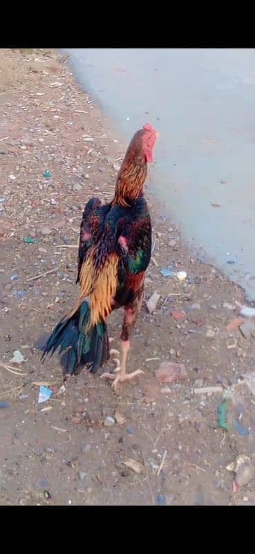 shamo chick for sale 3 month age 03154199471 6