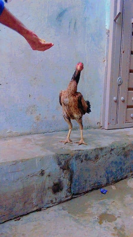 shamo chick for sale 3 month age 03154199471 7