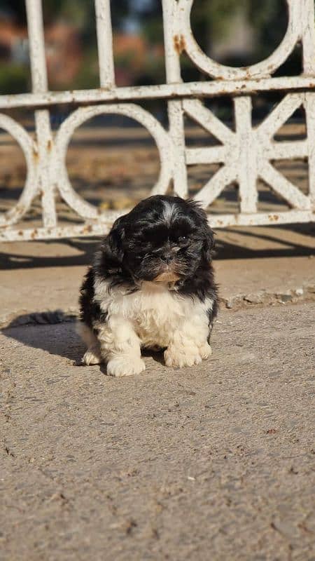 SHIH TZU PURE PUNCH FACE MALE PUPPY | 2 MONTHS OLD | VACCINATED 1