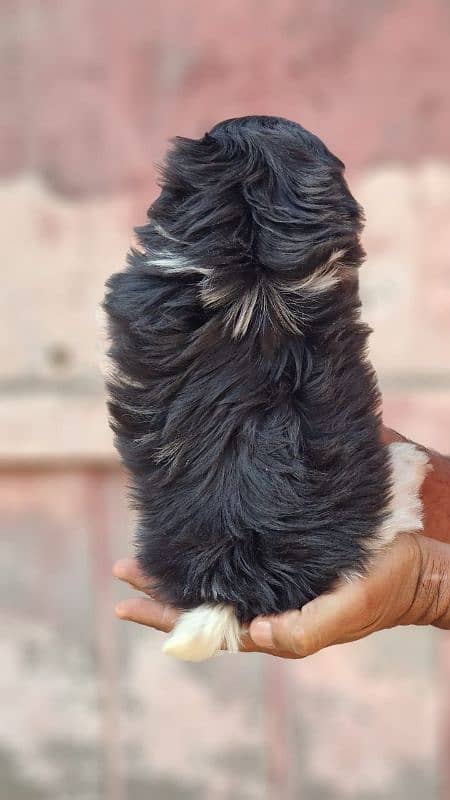 SHIH TZU PURE PUNCH FACE MALE PUPPY | 2 MONTHS OLD | VACCINATED 2