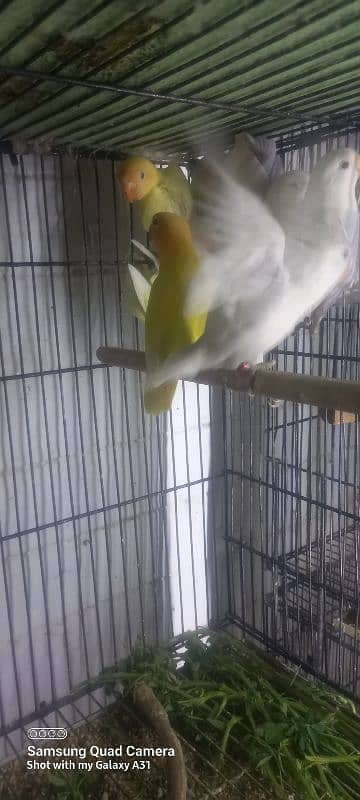 Lovebirds for sale 0