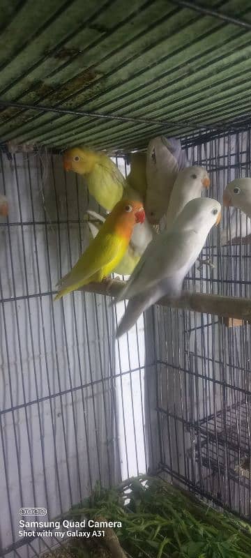 Lovebirds for sale 1