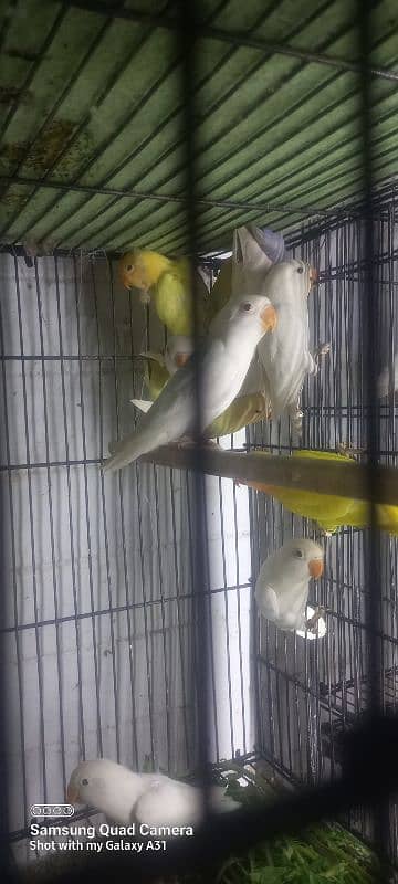 Lovebirds for sale 2