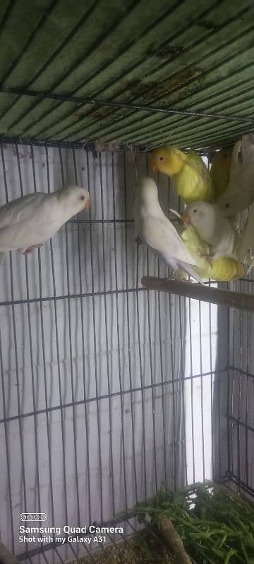 Lovebirds for sale 4