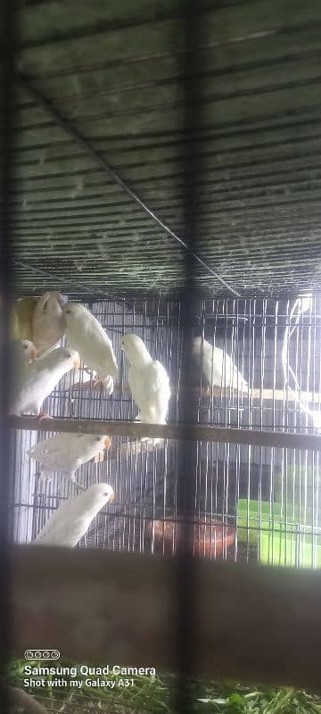 Lovebirds for sale 5