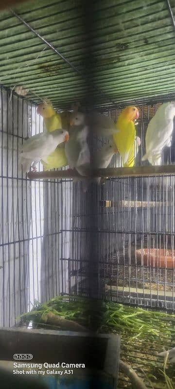 Lovebirds for sale 6