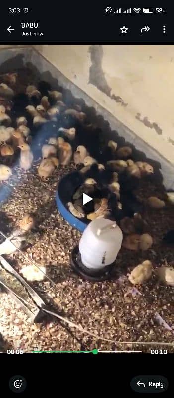 all chicks active 1