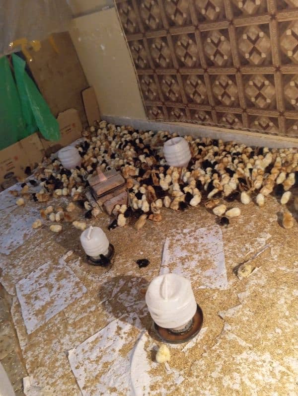 all chicks active 2