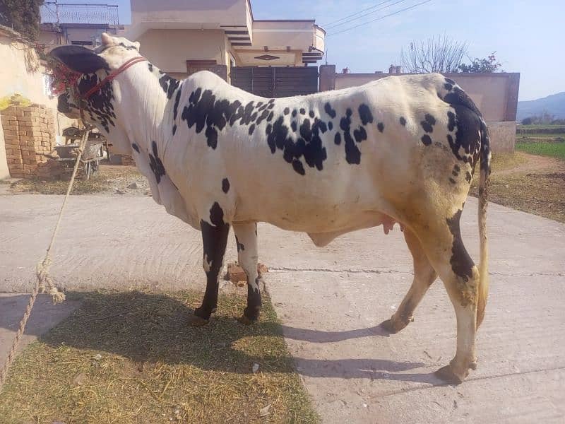 cow for sale kherri bachi he 20 momth 0