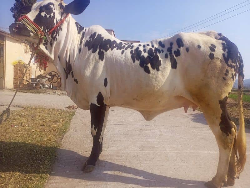 cow for sale kherri bachi he 20 momth 1