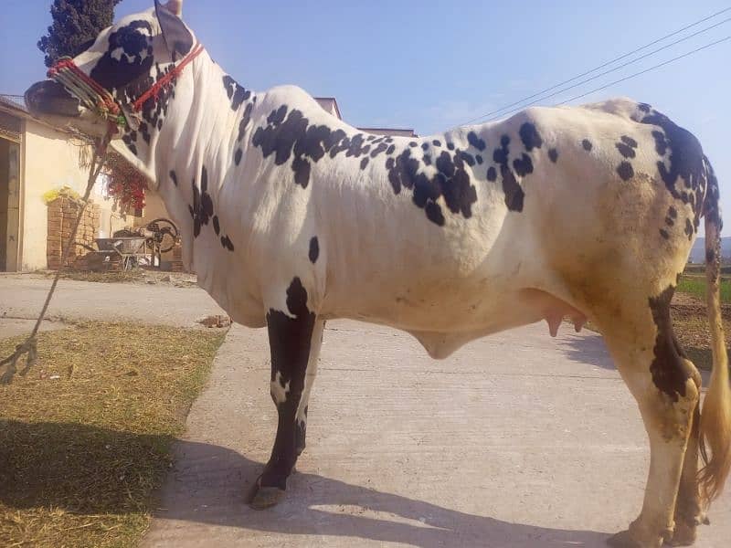 cow for sale kherri bachi he 20 momth 2