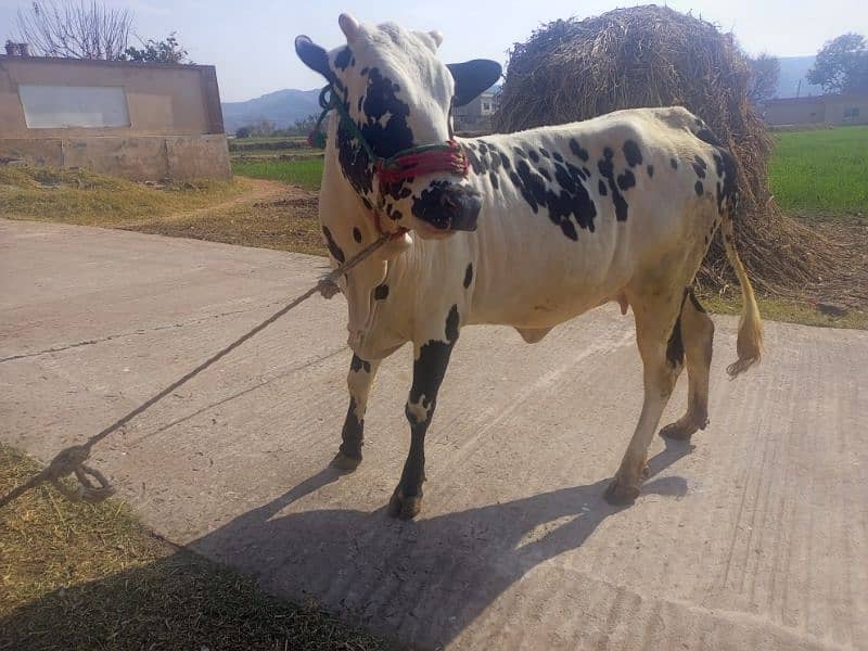 cow for sale kherri bachi he 20 momth 3