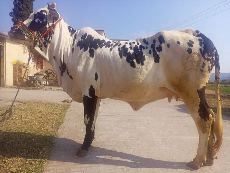 cow for sale kherri bachi he 20 momth 4