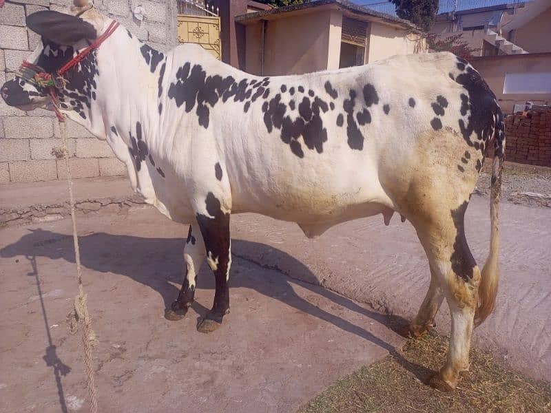 cow for sale kherri bachi he 20 momth 5