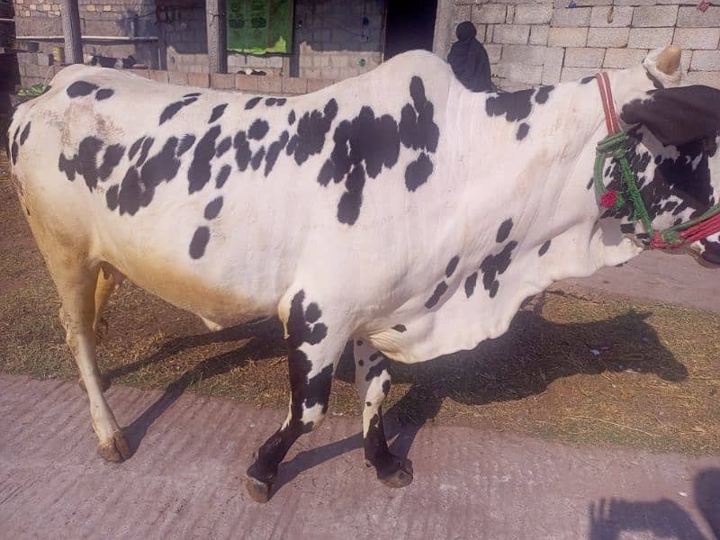 cow for sale kherri bachi he 20 momth 6