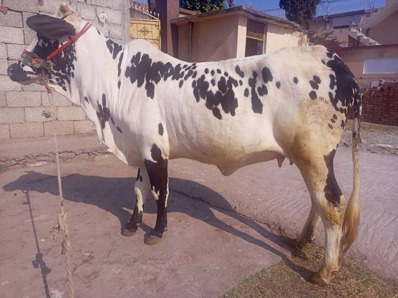 cow for sale kherri bachi he 20 momth 7