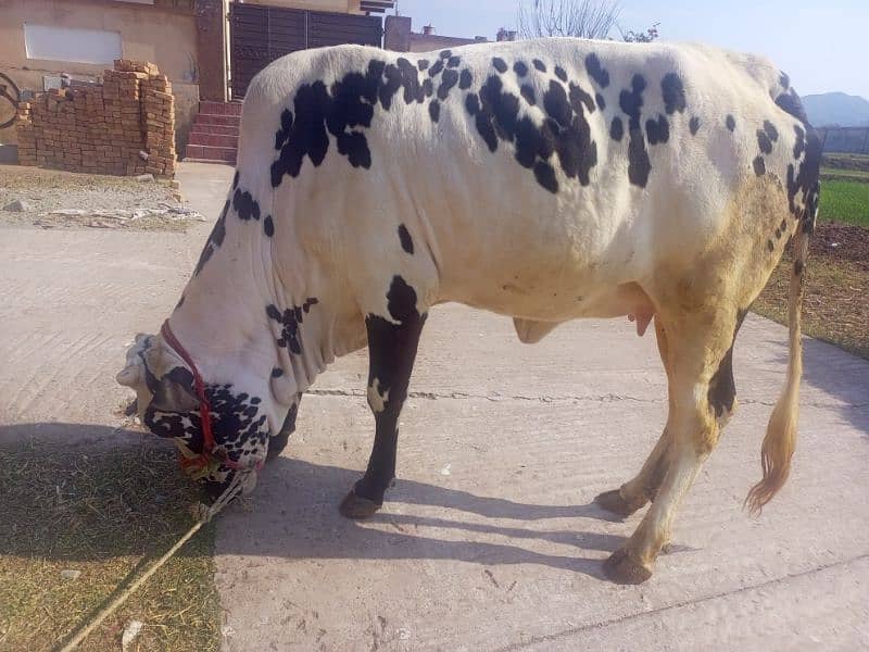 cow for sale kherri bachi he 20 momth 8