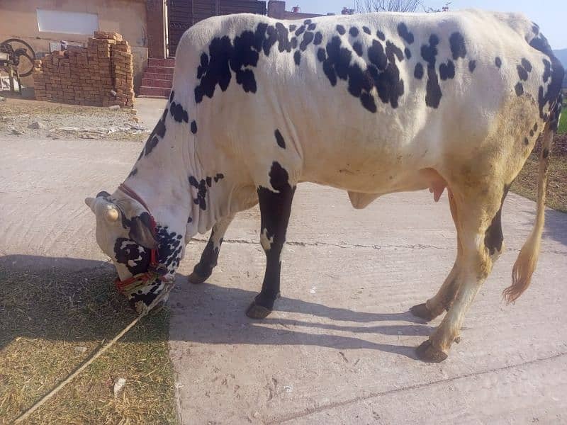 cow for sale kherri bachi he 20 momth 10