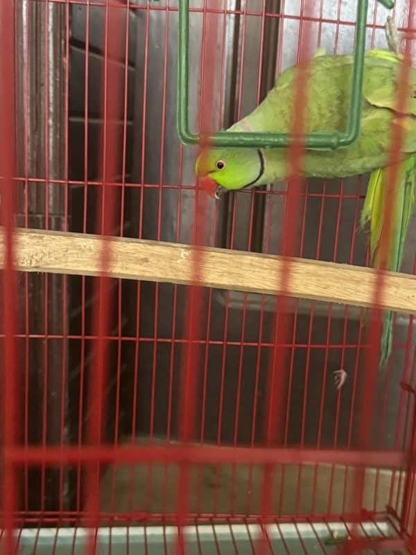 parrot 0