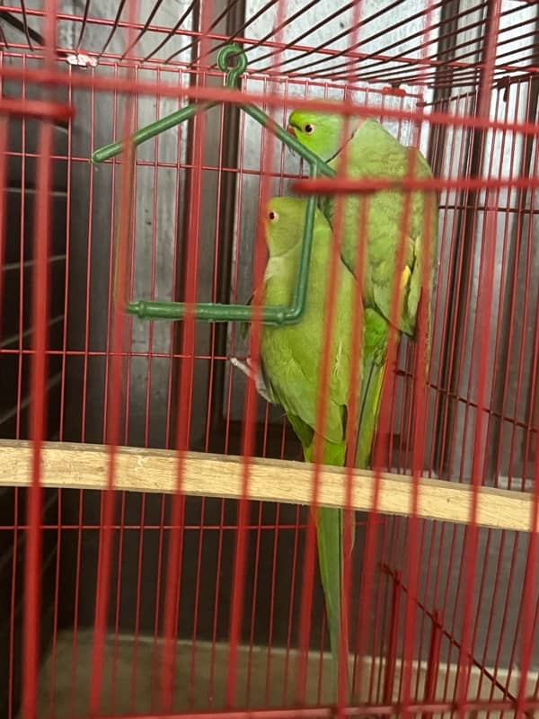 parrot 1