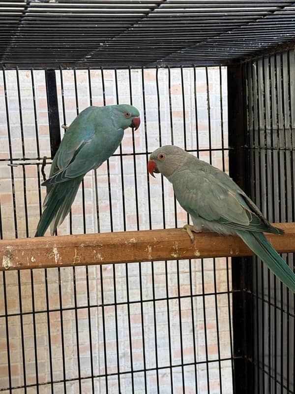 Blue ringneck pair and 1 pallid male 0