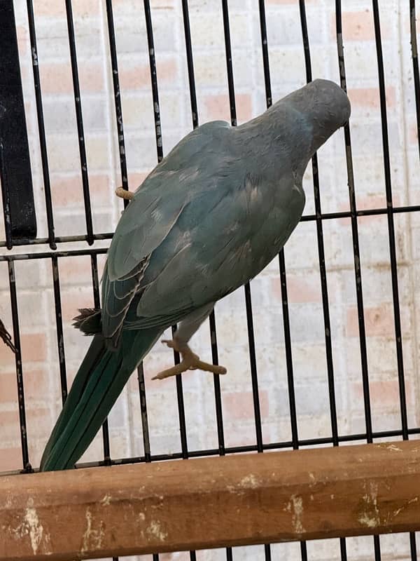 Blue ringneck pair and 1 pallid male 1