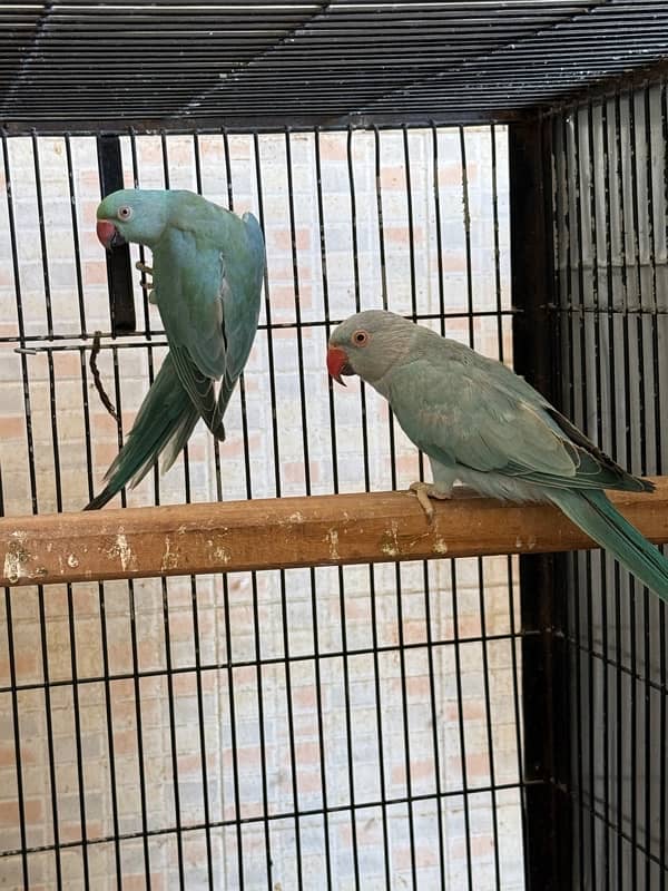 Blue ringneck pair and 1 pallid male 3