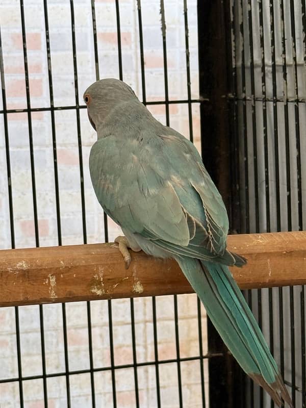 Blue ringneck pair and 1 pallid male 4