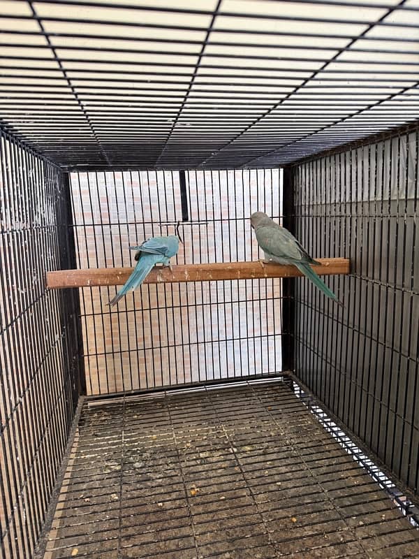 Blue ringneck pair and 1 pallid male 5