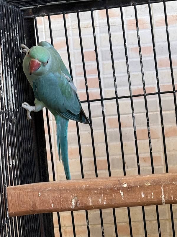 Blue ringneck pair and 1 pallid male 6