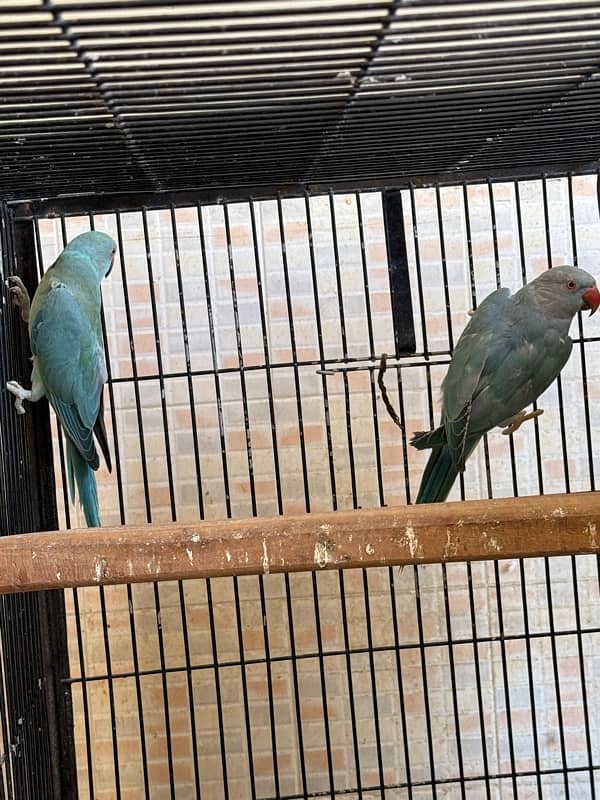 Blue ringneck pair and 1 pallid male 7