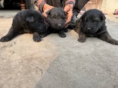 Booking for German Shepherd puppies