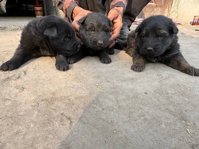 Booking for German Shepherd puppies 0