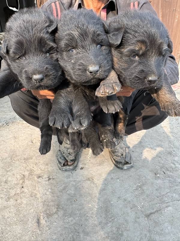 Booking for German Shepherd puppies 1