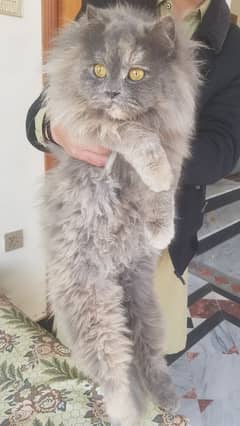 original persian cat