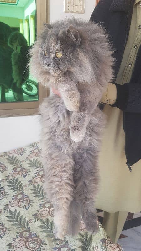 original persian cat 1